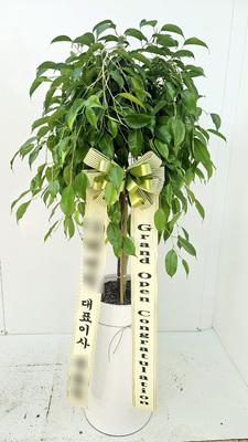 킹번자민
