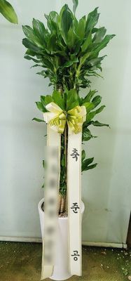 황금죽(대)