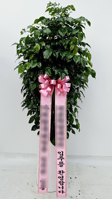 녹보수(대)