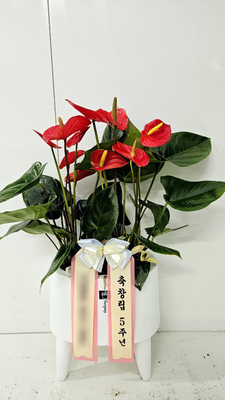 안스리움