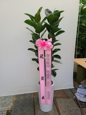 고무나무(대)